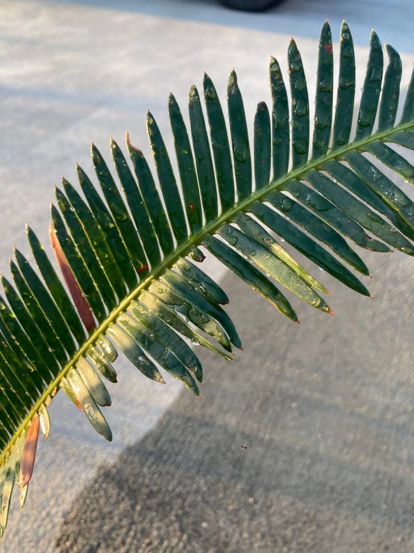 特大！ディオーンエデュレ！超美株　3頭　ソテツ　条件付き