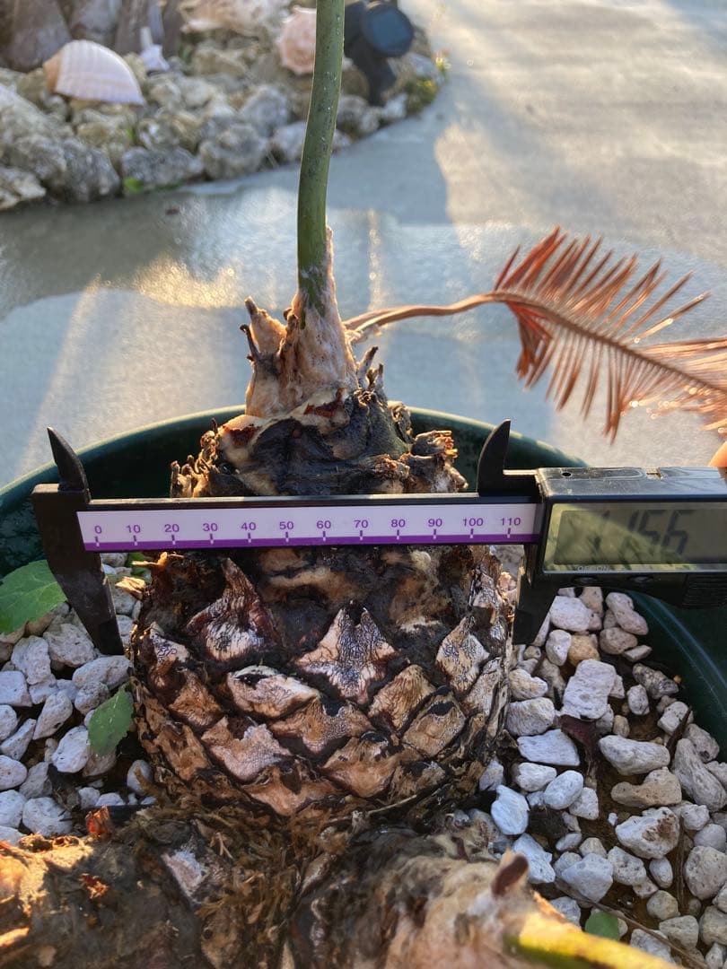 特大！ディオーンエデュレ！超美株　3頭　ソテツ　条件付き