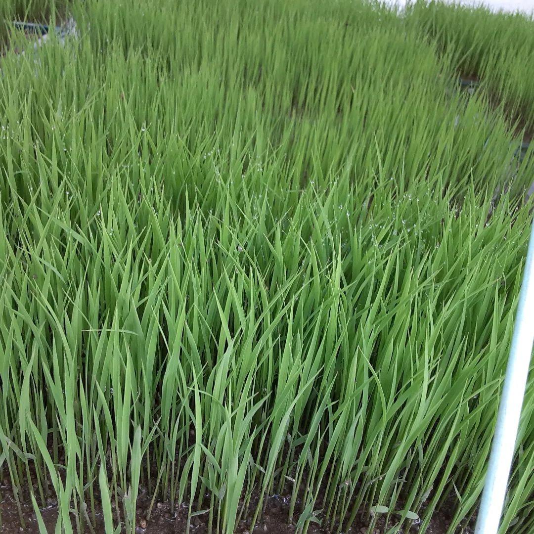 稲藁（長さ約80cm）6kg26束 無肥料 農薬、除草剤不使用 天日干し