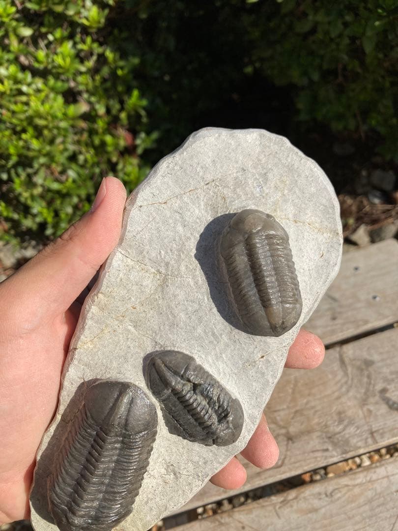 美品！モロッコjorf 半透明を含むStruveaspisの群生 希少 化石 - メルカリ