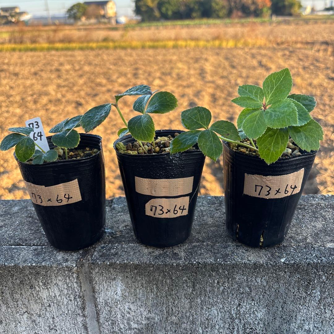 美黒姫×キラメキ⭐︎多弁レッド☆クリスマスローズ苗