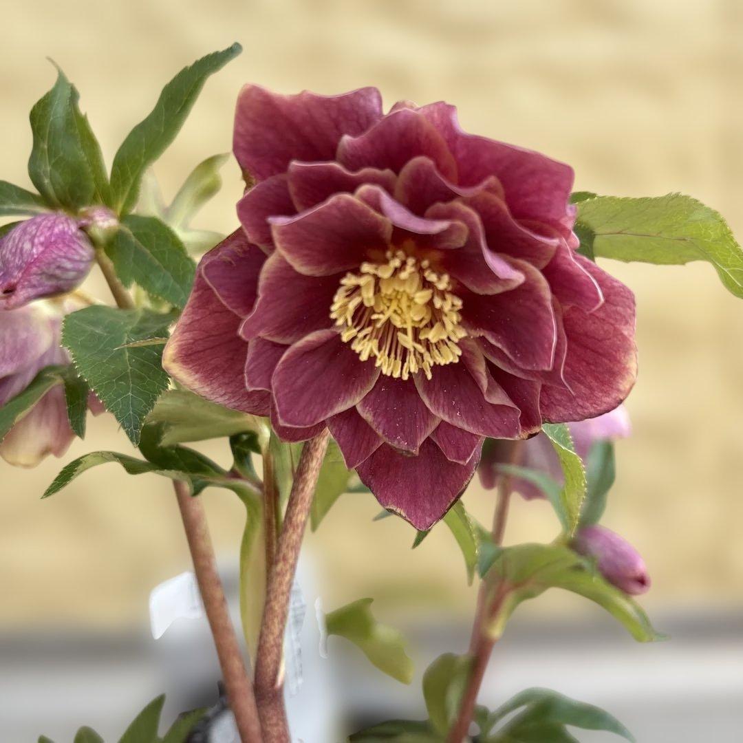 赤軸 縁抜け フリル 広瀬園芸 クリスマスローズ 開花株 匿名発送 現品