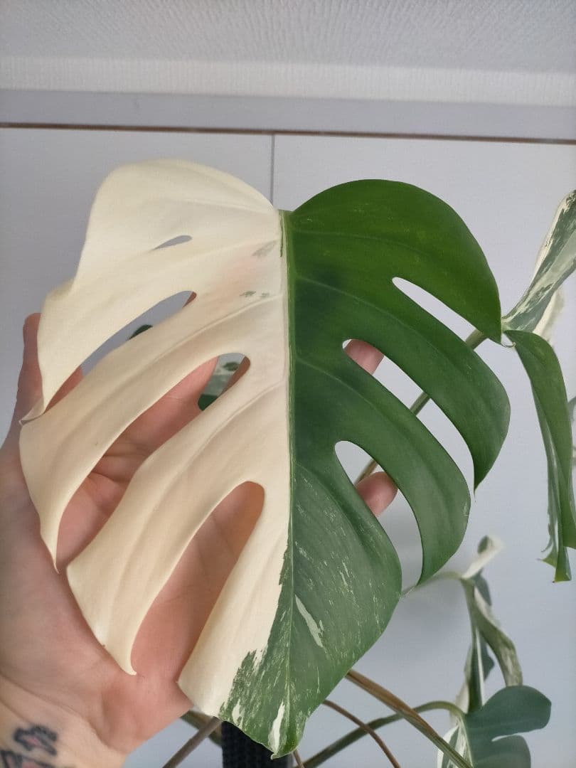 斑入りモンステラ 大きいサイズ16枚の葉