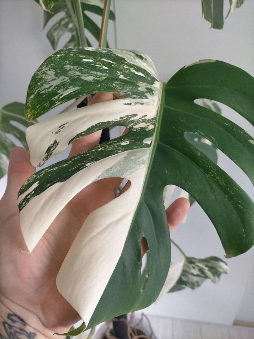斑入りモンステラ 大きいサイズ16枚の葉
