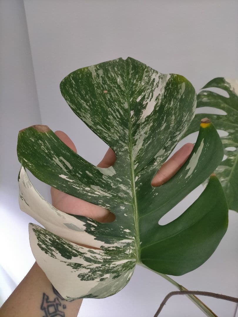 斑入りモンステラ 大きいサイズ16枚の葉