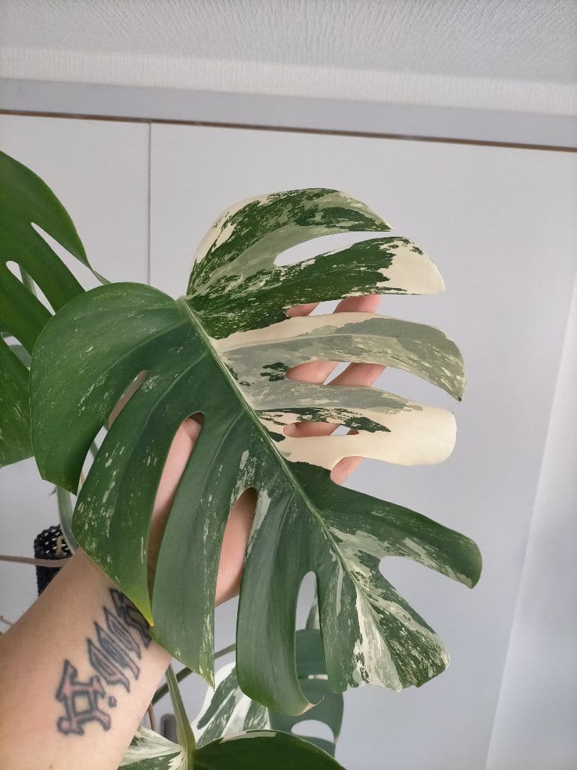 斑入りモンステラ 大きいサイズ16枚の葉