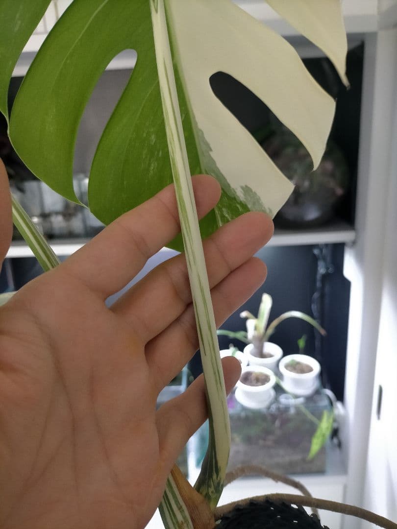 斑入りモンステラ 大きいサイズ16枚の葉