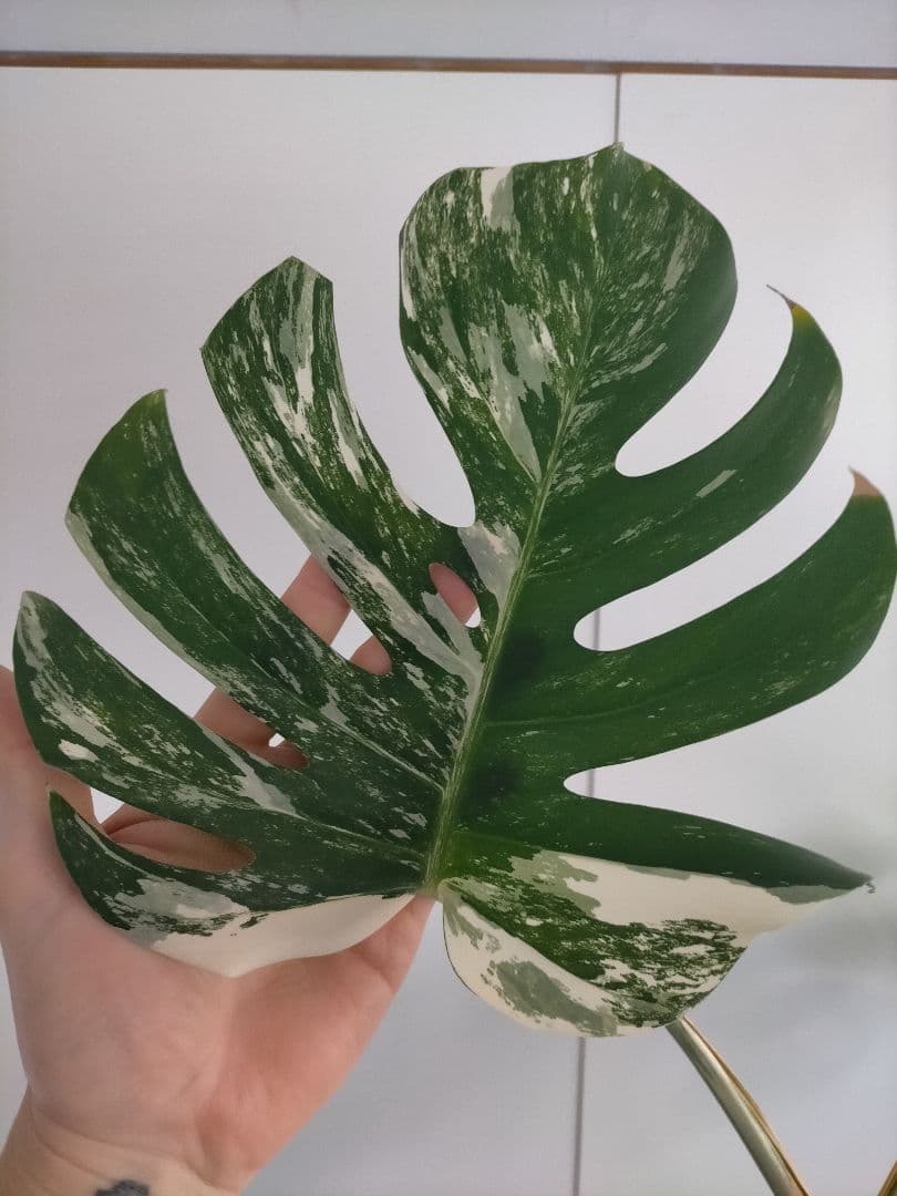 斑入りモンステラ 大きいサイズ16枚の葉