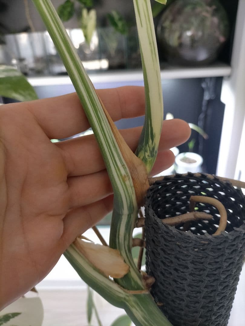 斑入りモンステラ 大きいサイズ16枚の葉