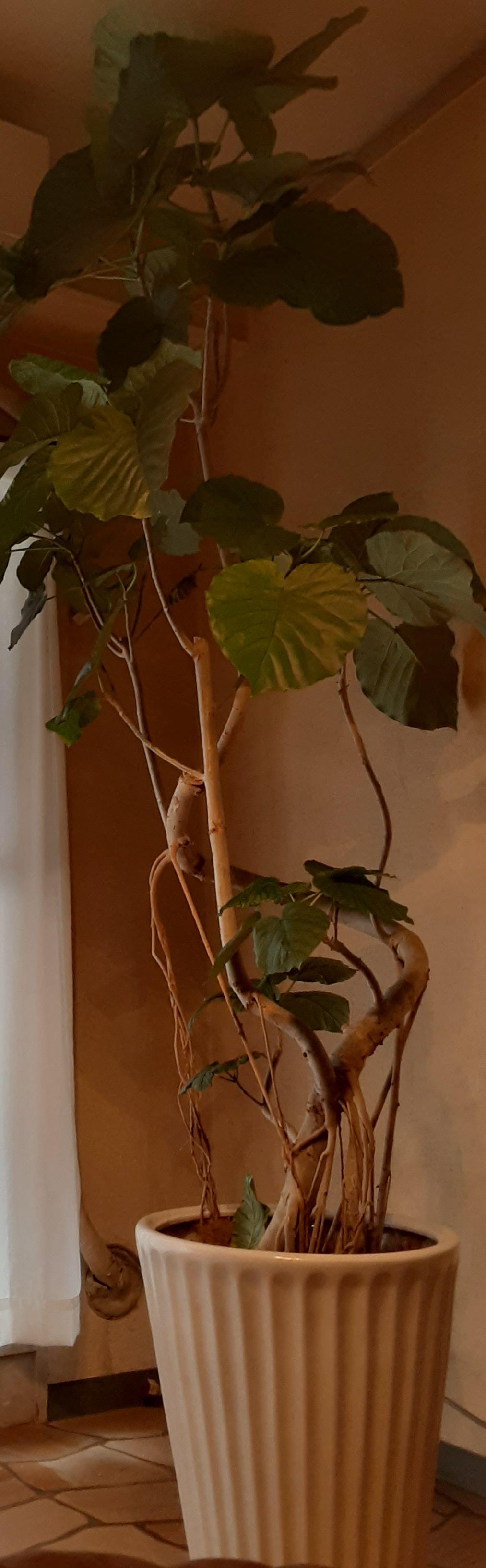 ウンベラータ 2.2m