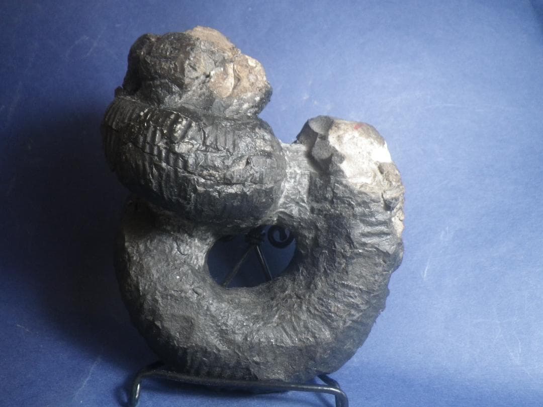 国産化石 ２５０４１５－２