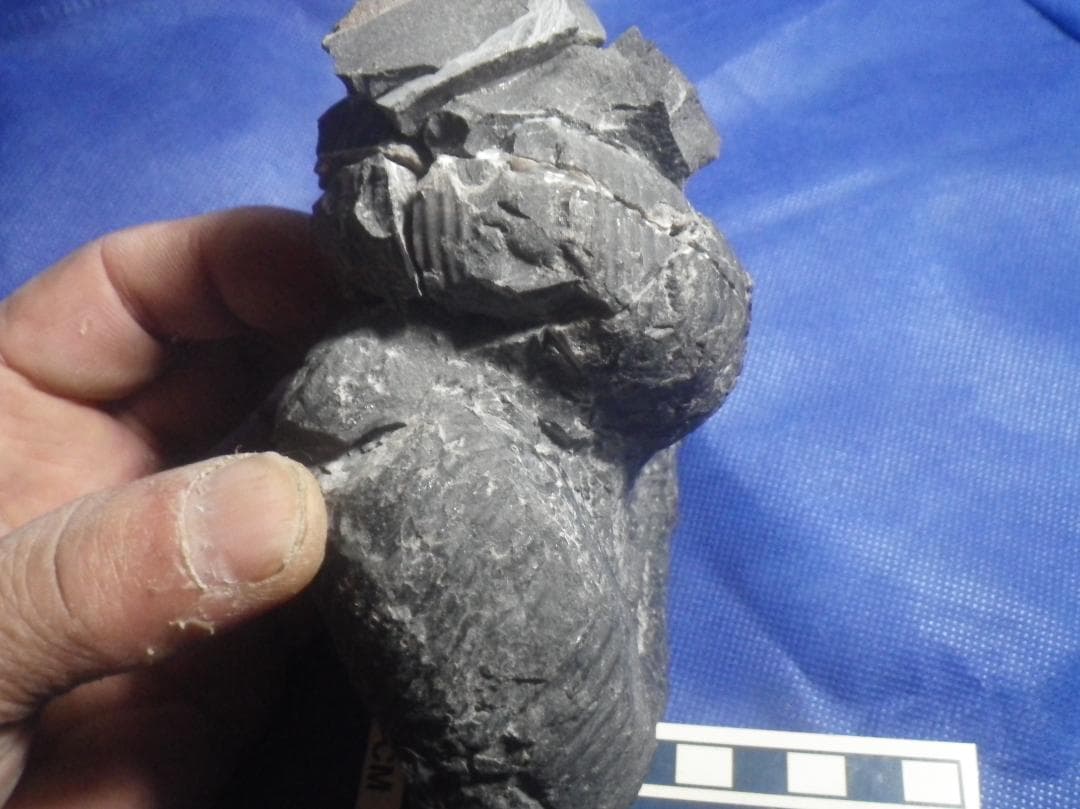 国産化石 ２５０４１５－２