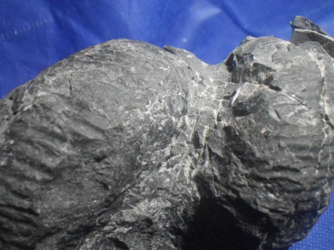 国産化石 ２５０４１５－２