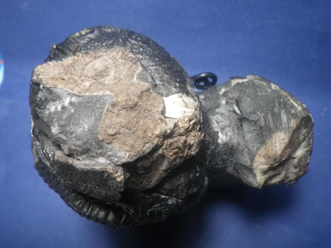 国産化石 ２５０４１５－２