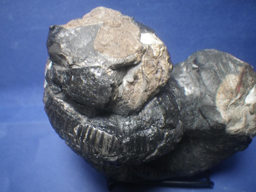 国産化石 ２５０４１５－２