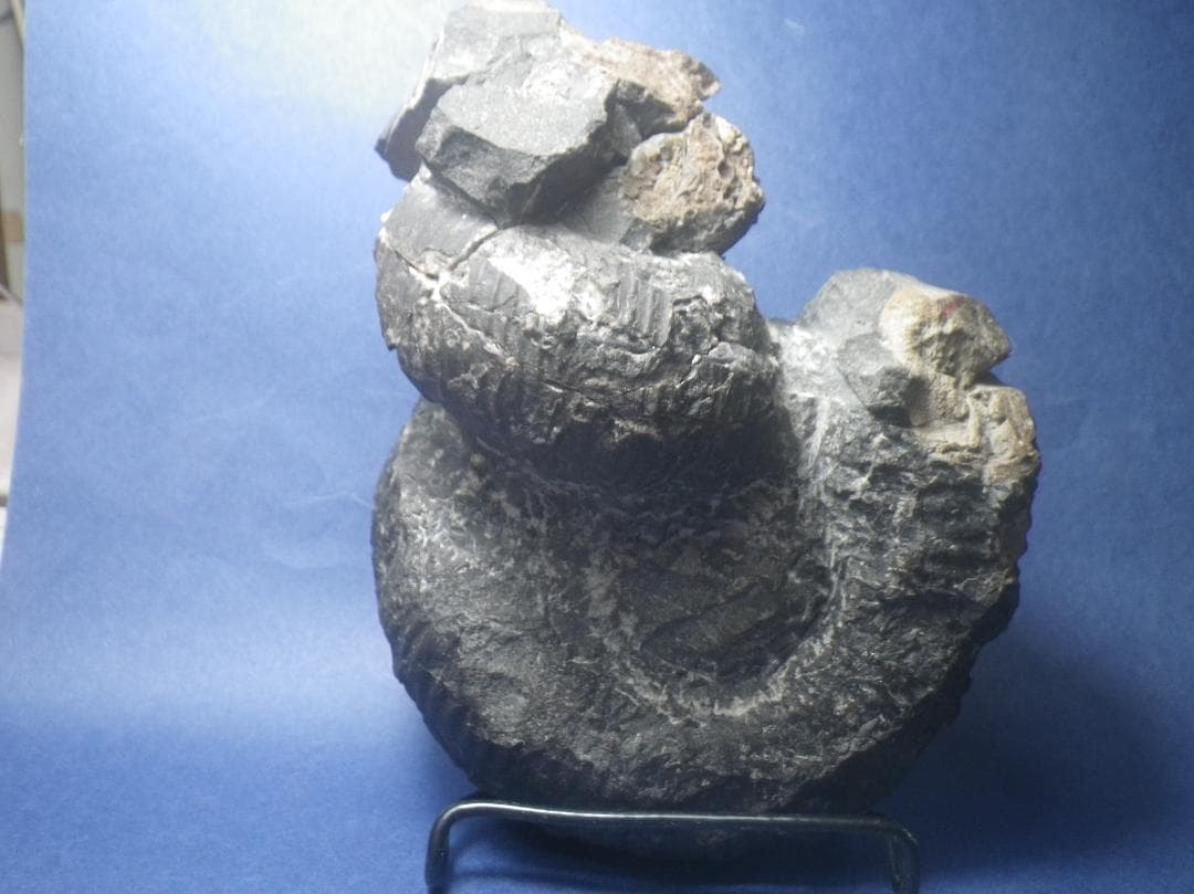 国産化石 ２５０４１５－２