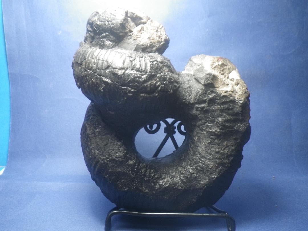 国産化石 ２５０４１５－２