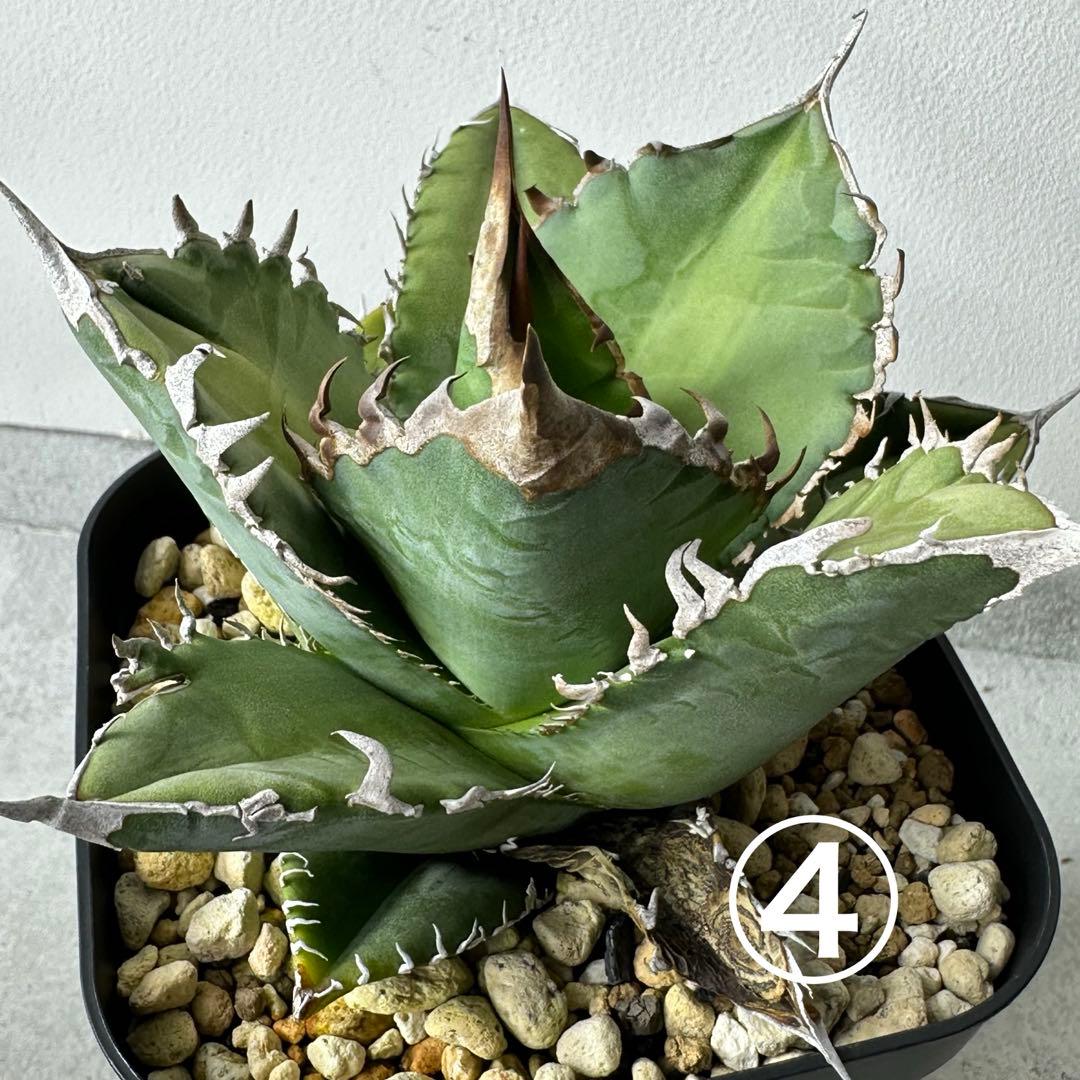 オアハカ オテロイ セット ※バラ売りは①〜④からお選びください