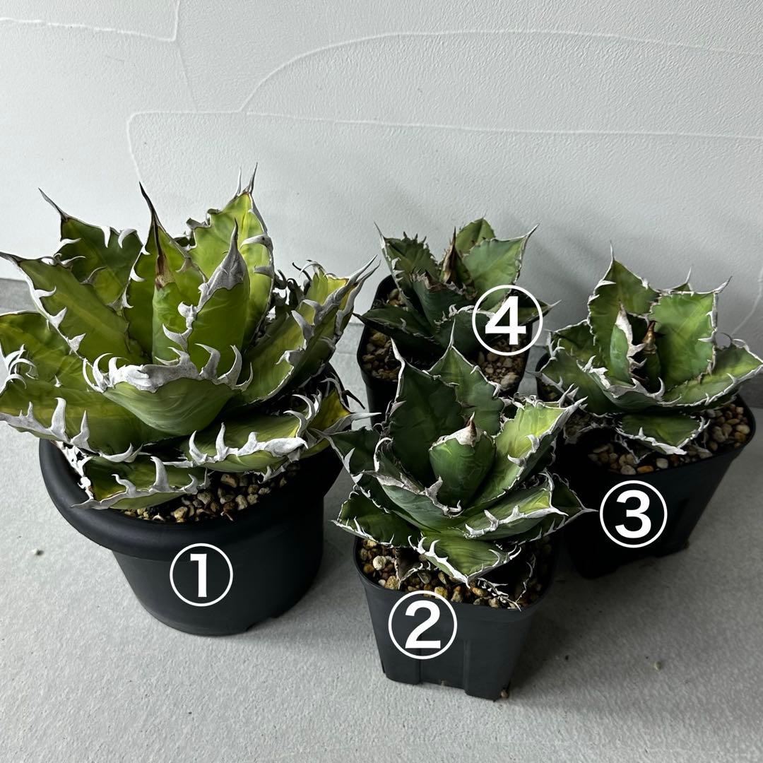 オアハカ オテロイ セット ※バラ売りは①〜④からお選びください