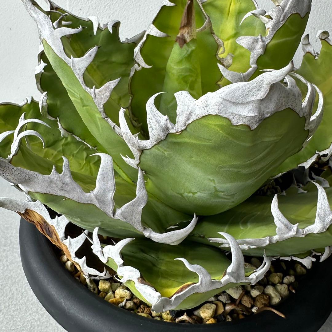 オアハカ オテロイ セット ※バラ売りは①〜④からお選びください