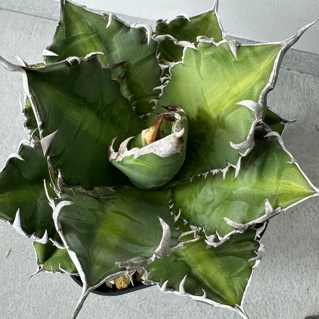 オアハカ オテロイ セット ※バラ売りは①〜④からお選びください