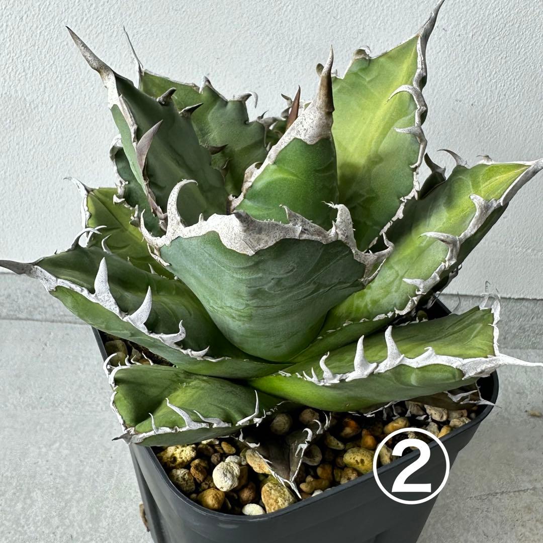 オアハカ オテロイ セット ※バラ売りは①〜④からお選びください