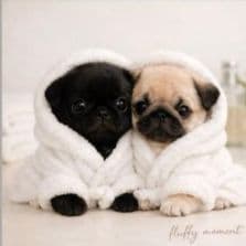 ☆受付☆パグ No.A