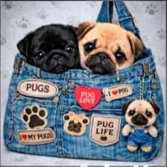 ☆受付☆パグ No.A