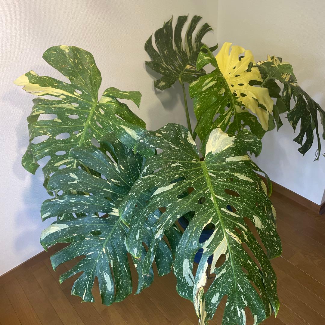 モンステラ デリシオーサ 斑入 イエローモンスター 希少 巨大株 美斑 成熟葉