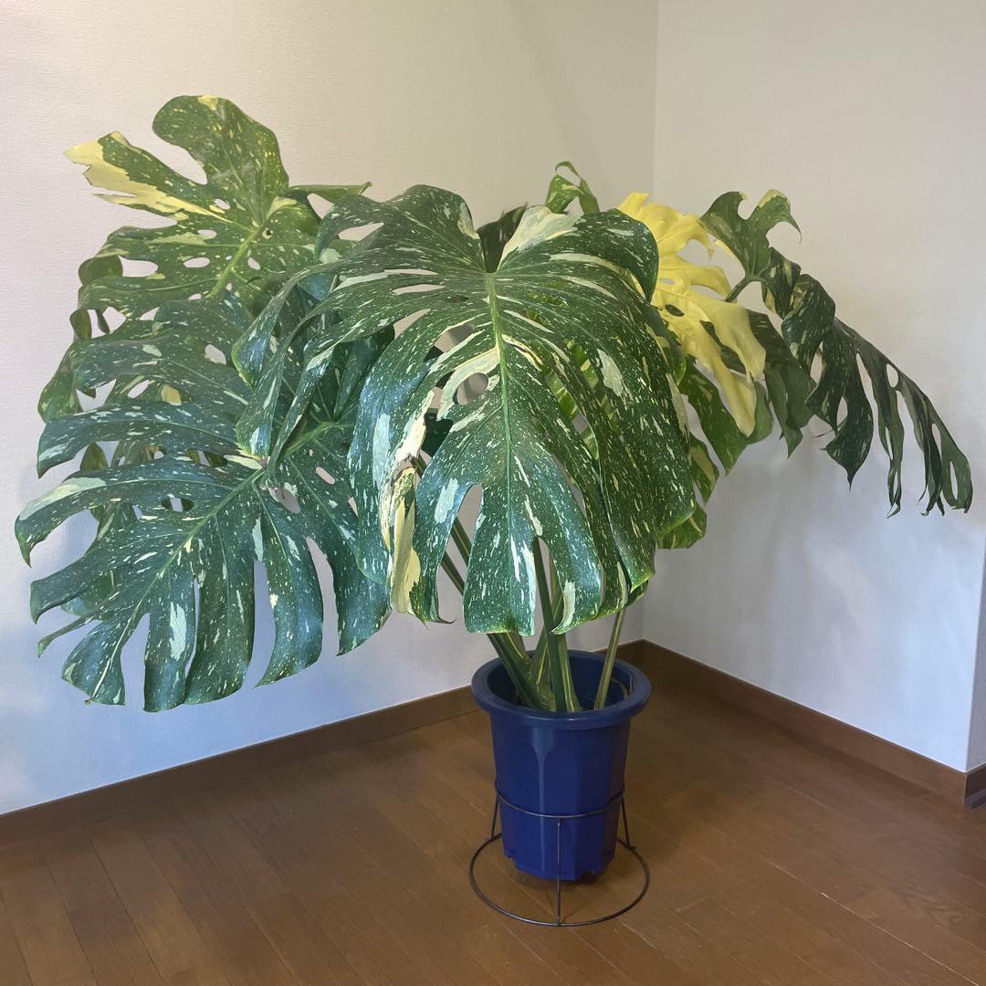 モンステラ デリシオーサ 斑入 イエローモンスター 希少 巨大株 美斑 成熟葉