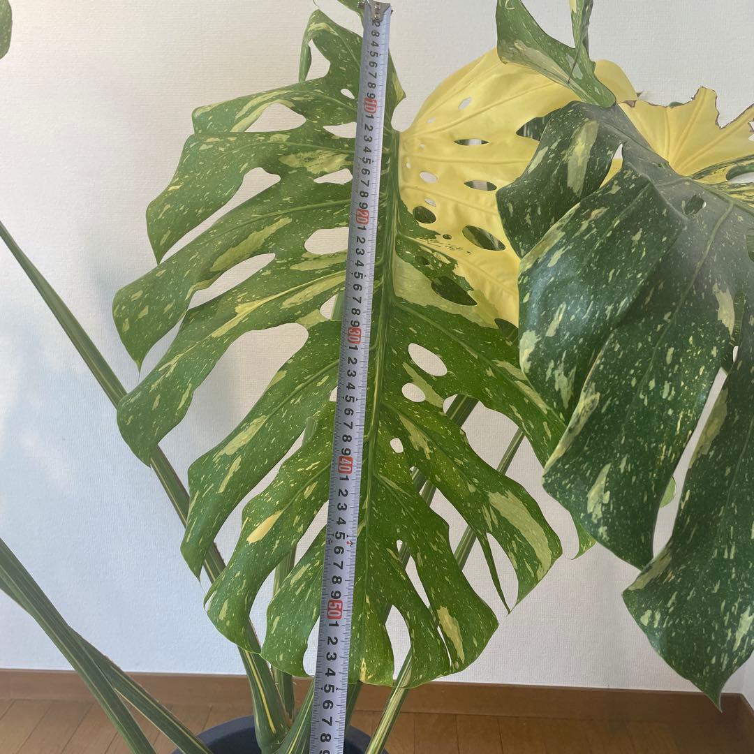 モンステラ デリシオーサ 斑入 イエローモンスター 希少 巨大株 美斑 成熟葉