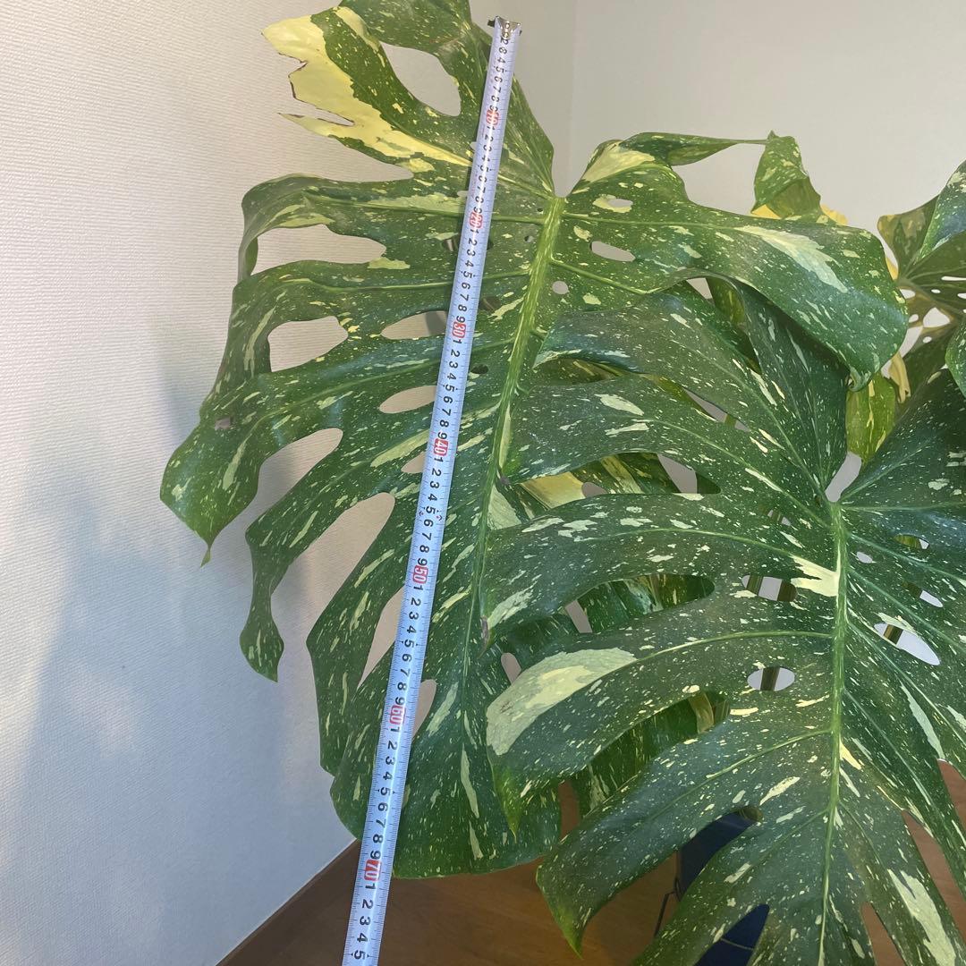モンステラ デリシオーサ 斑入 イエローモンスター 希少 巨大株 美斑 成熟葉