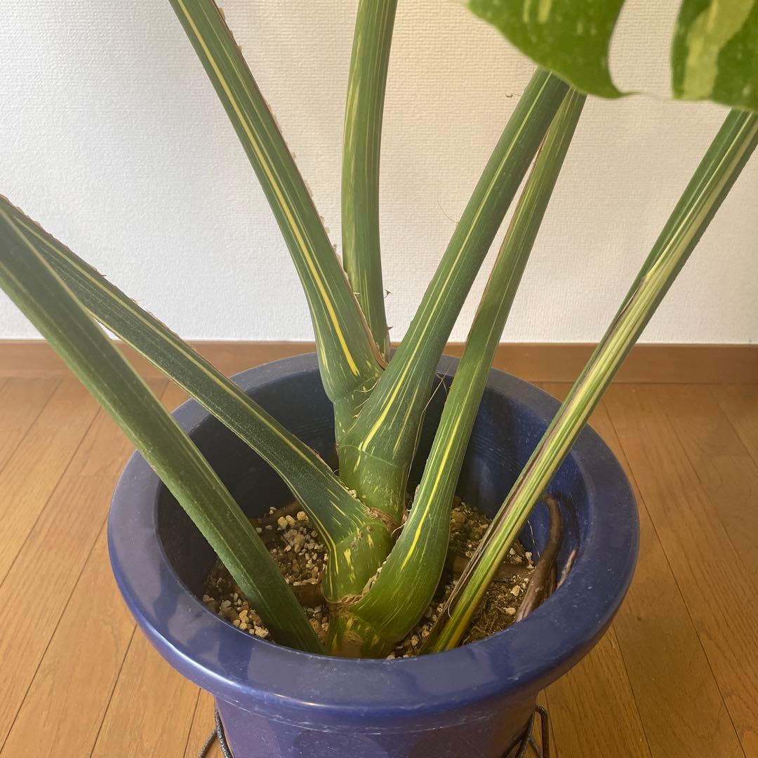 モンステラ デリシオーサ 斑入 イエローモンスター 希少 巨大株 美斑 成熟葉