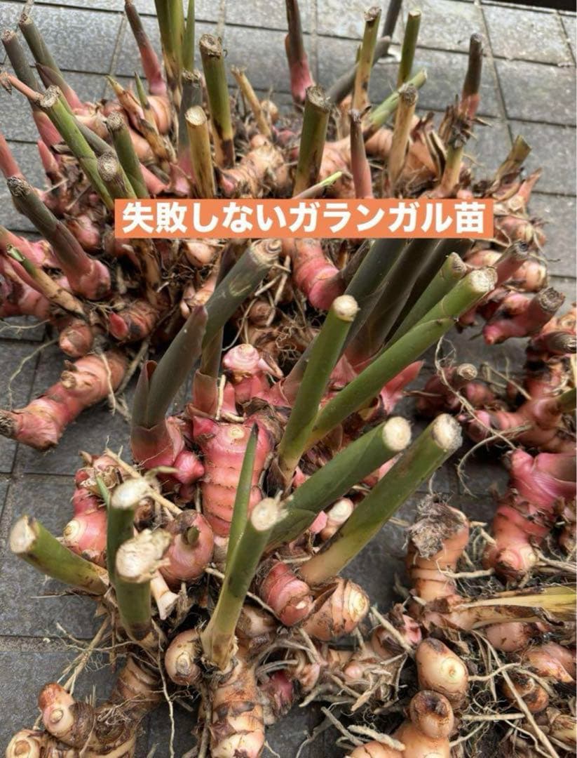 採れたて生ガランガルお料理用、苗でも10kg約 - メルカリ