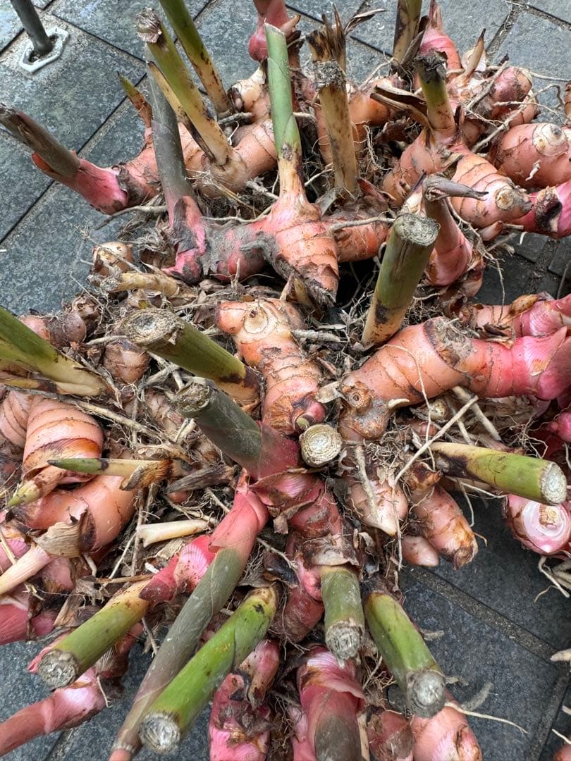 採れたて生ガランガルお料理用、苗でも10kg約 - メルカリ