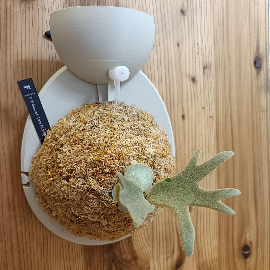 ビカクシダ P.willinckii 'Jade garl' dwarf spore