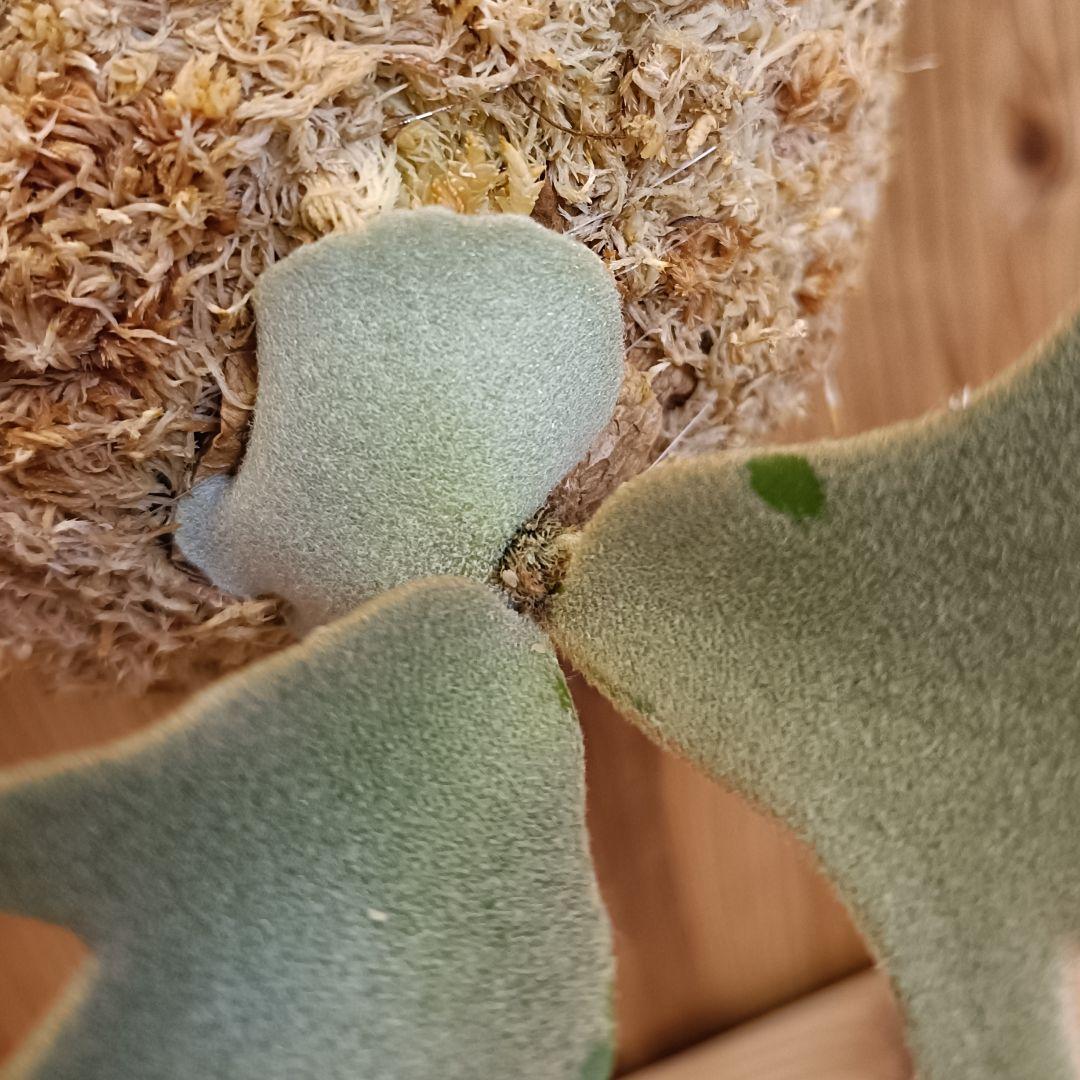 ビカクシダ P.willinckii 'Jade garl' dwarf spore