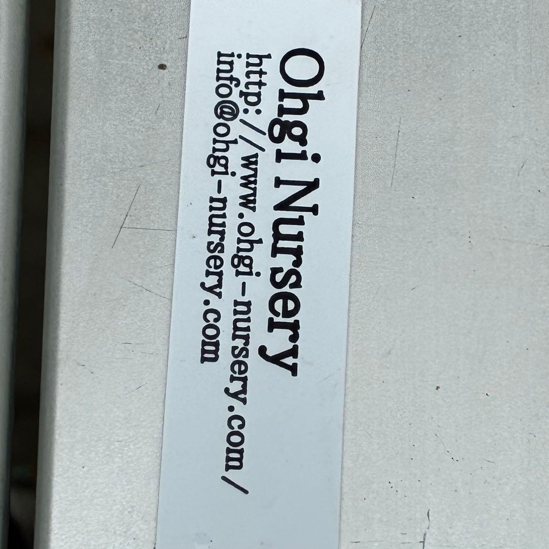 も*読様 3540☘️蕾花タグ付☘️オキシ交配⭐️超小輪⭐️超コロコロカップ⭐️