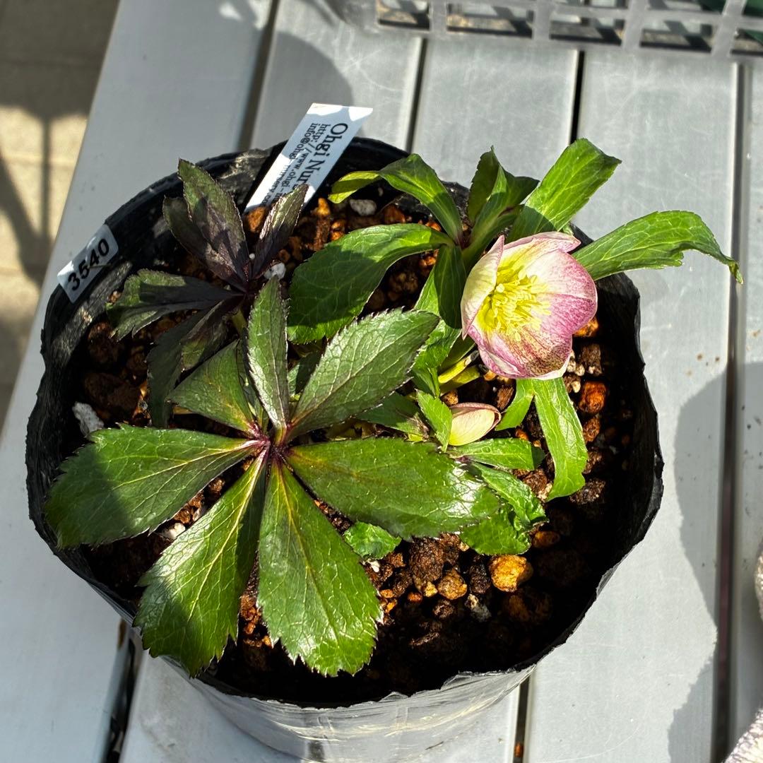 も*読様 3540☘️蕾花タグ付☘️オキシ交配⭐️超小輪⭐️超コロコロカップ⭐️