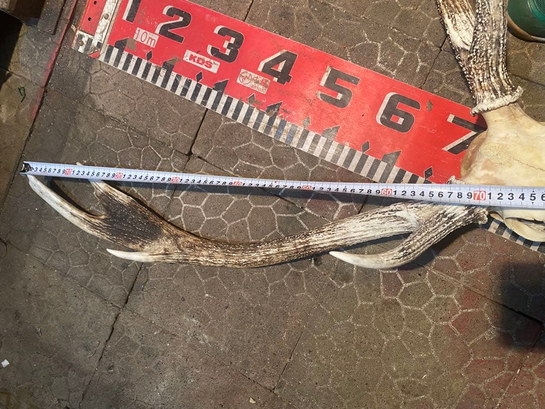 菊*ん様 蝦夷鹿hunting trophy（deer skull）異形角＋骨格 - メルカリ