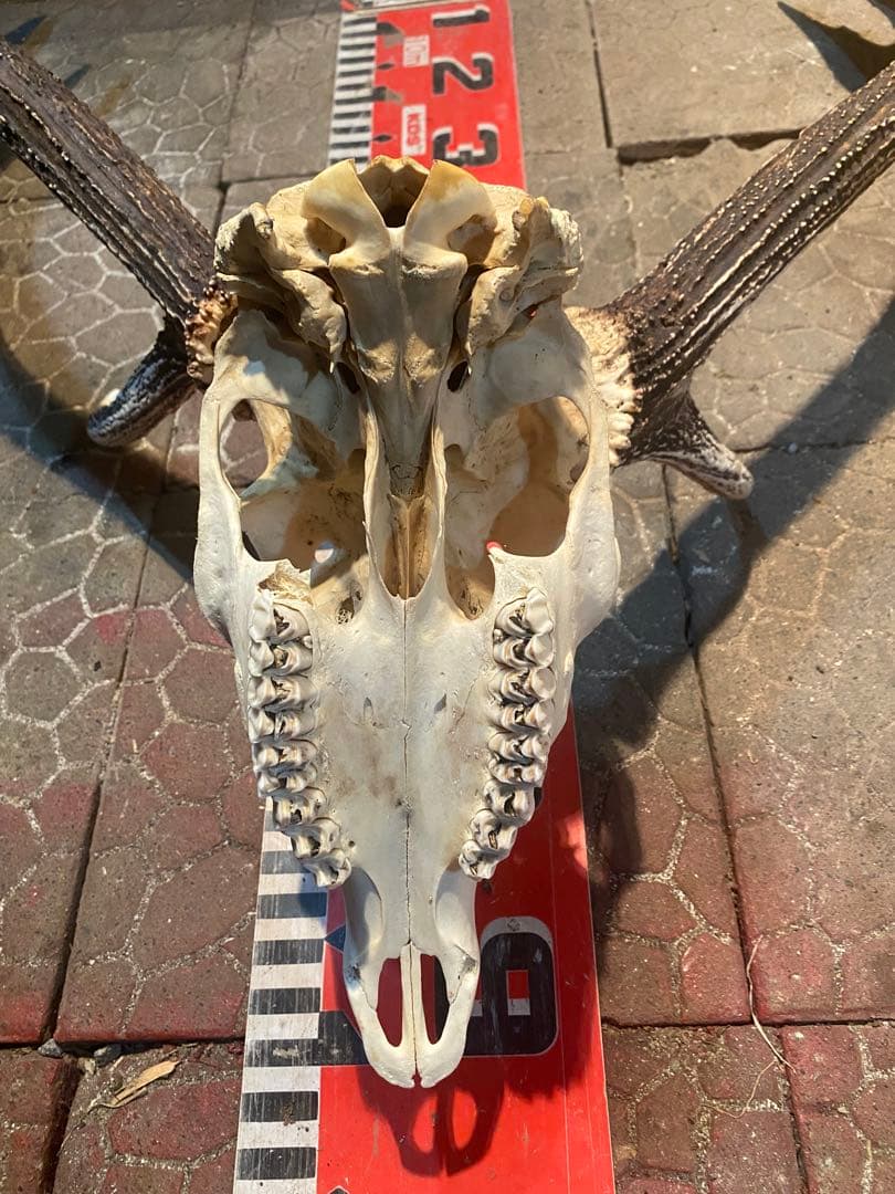 菊*ん様 蝦夷鹿hunting trophy（deer skull）異形角＋骨格 - メルカリ