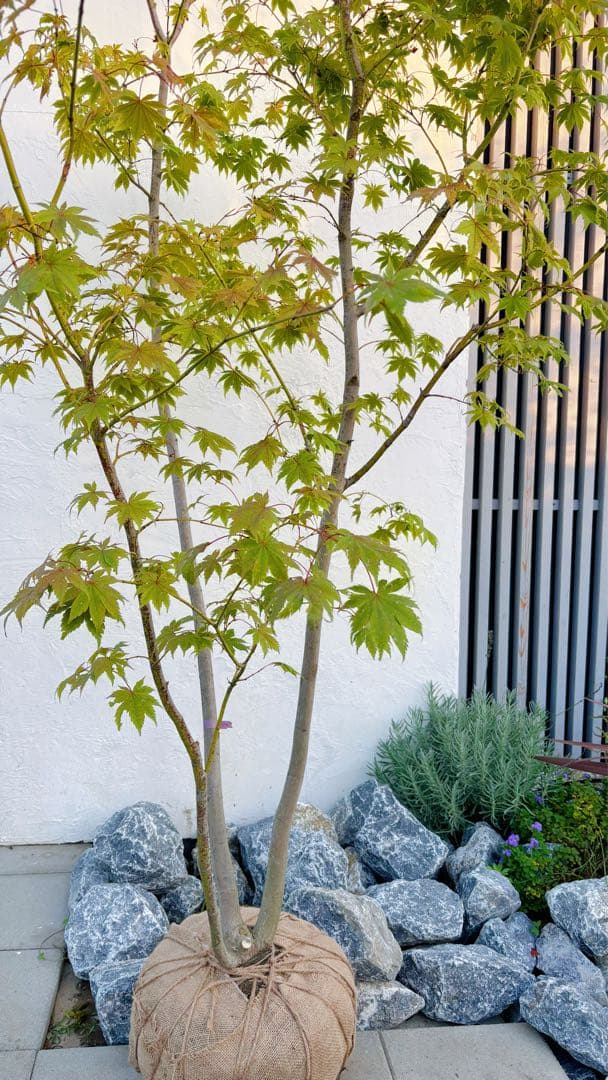 逸品。ヤマモミジ本株立ち2.9M(鉢底から)