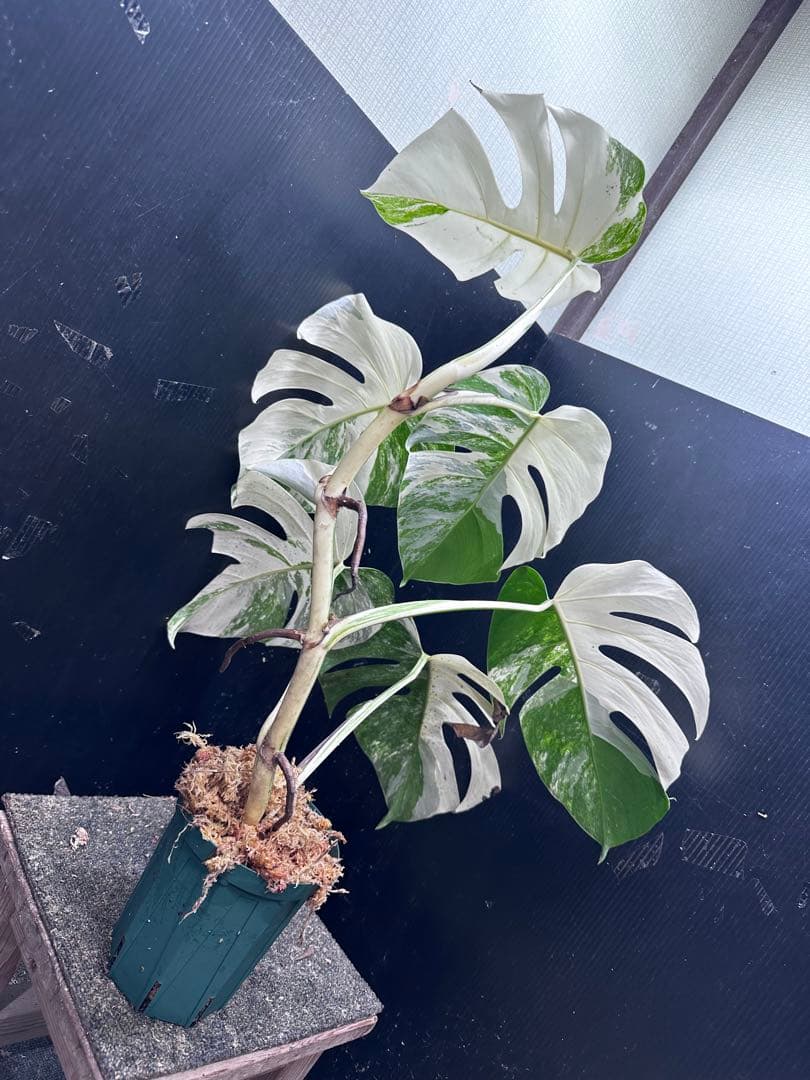斑入りモンステラ ホワイトタイガー極美大株71cm白斑多 - メルカリ