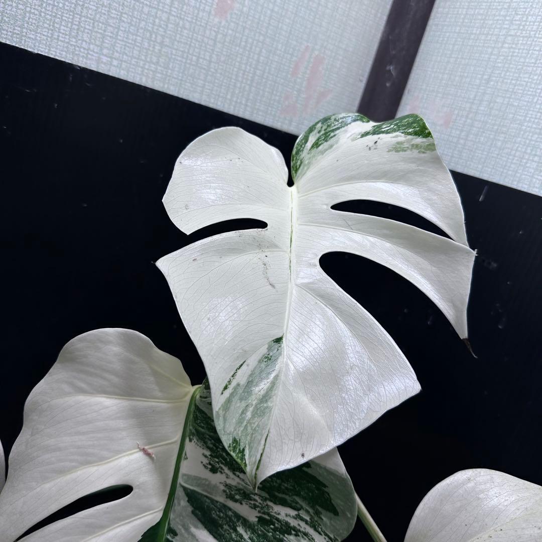 斑入りモンステラ ホワイトタイガー極美大株71cm白斑多 - メルカリ