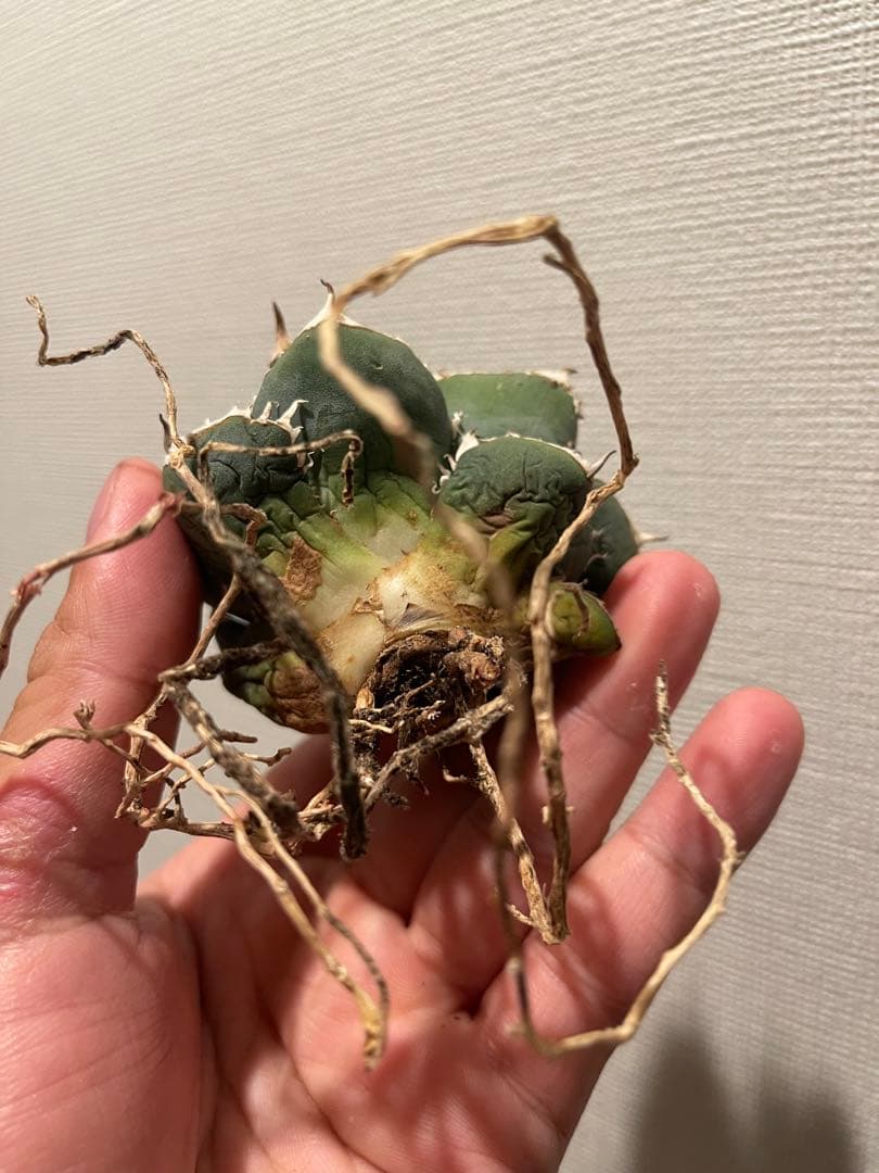 アガベ ブツブツ 中株 ノーネーム