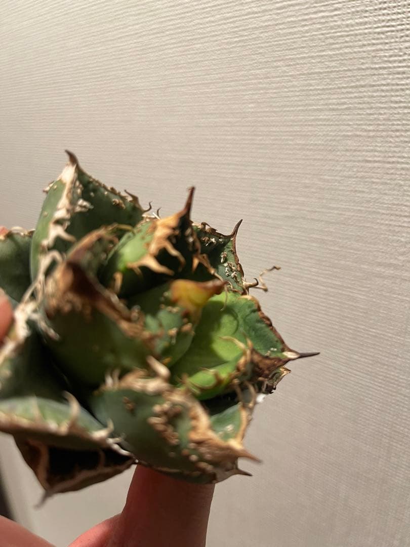 アガベ ブツブツ 中株 ノーネーム