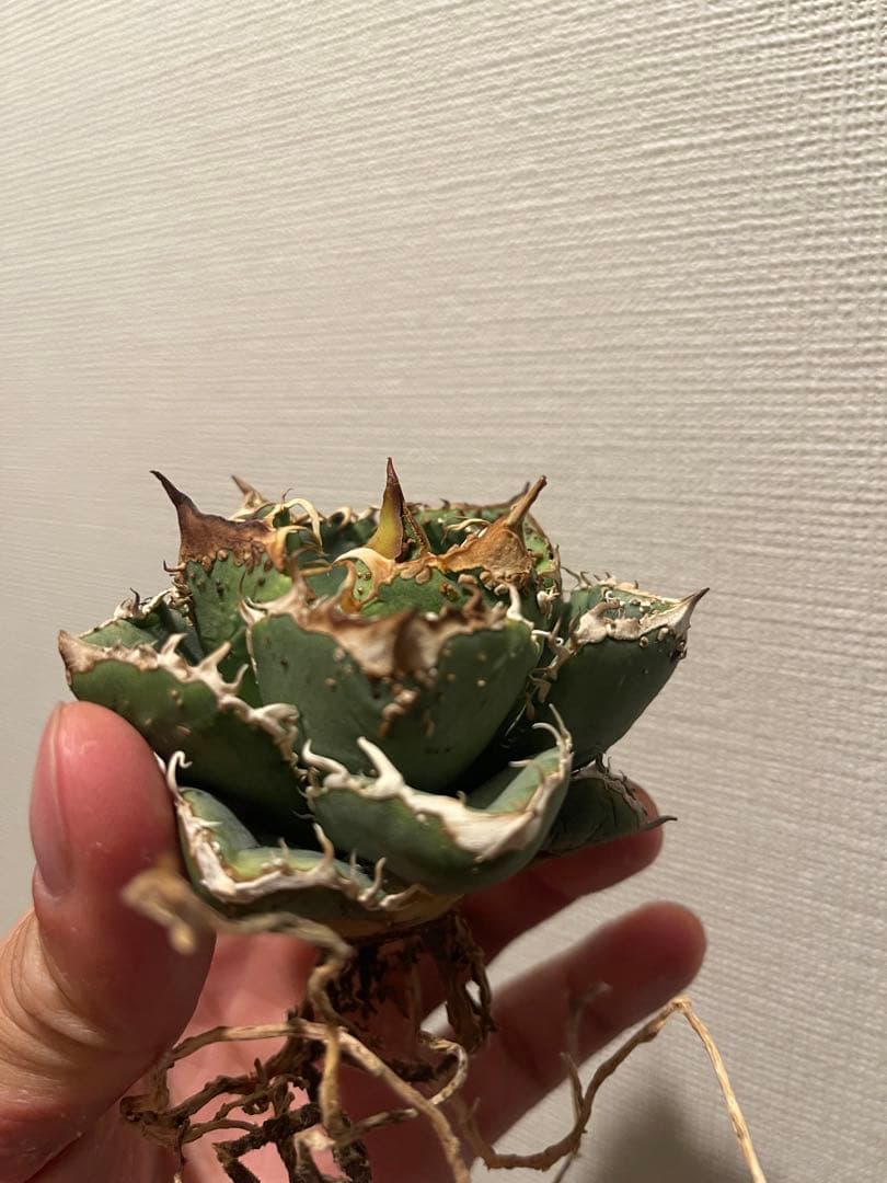 アガベ ブツブツ 中株 ノーネーム