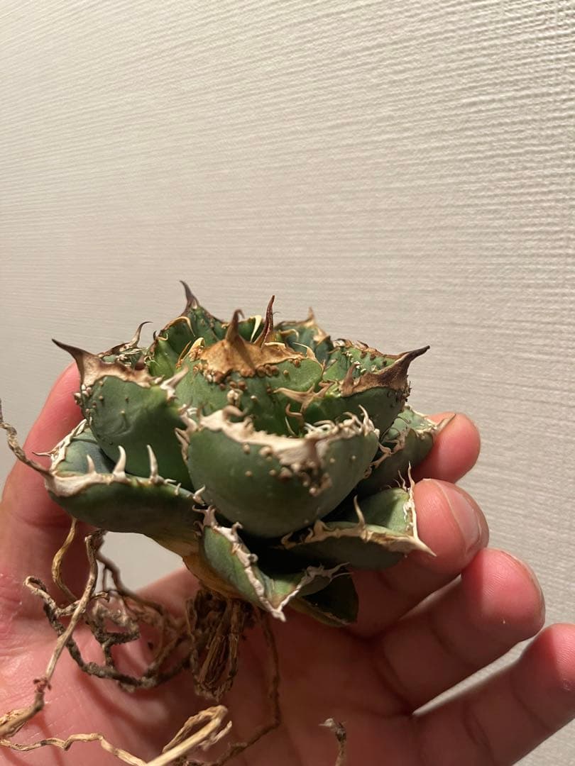 アガベ ブツブツ 中株 ノーネーム