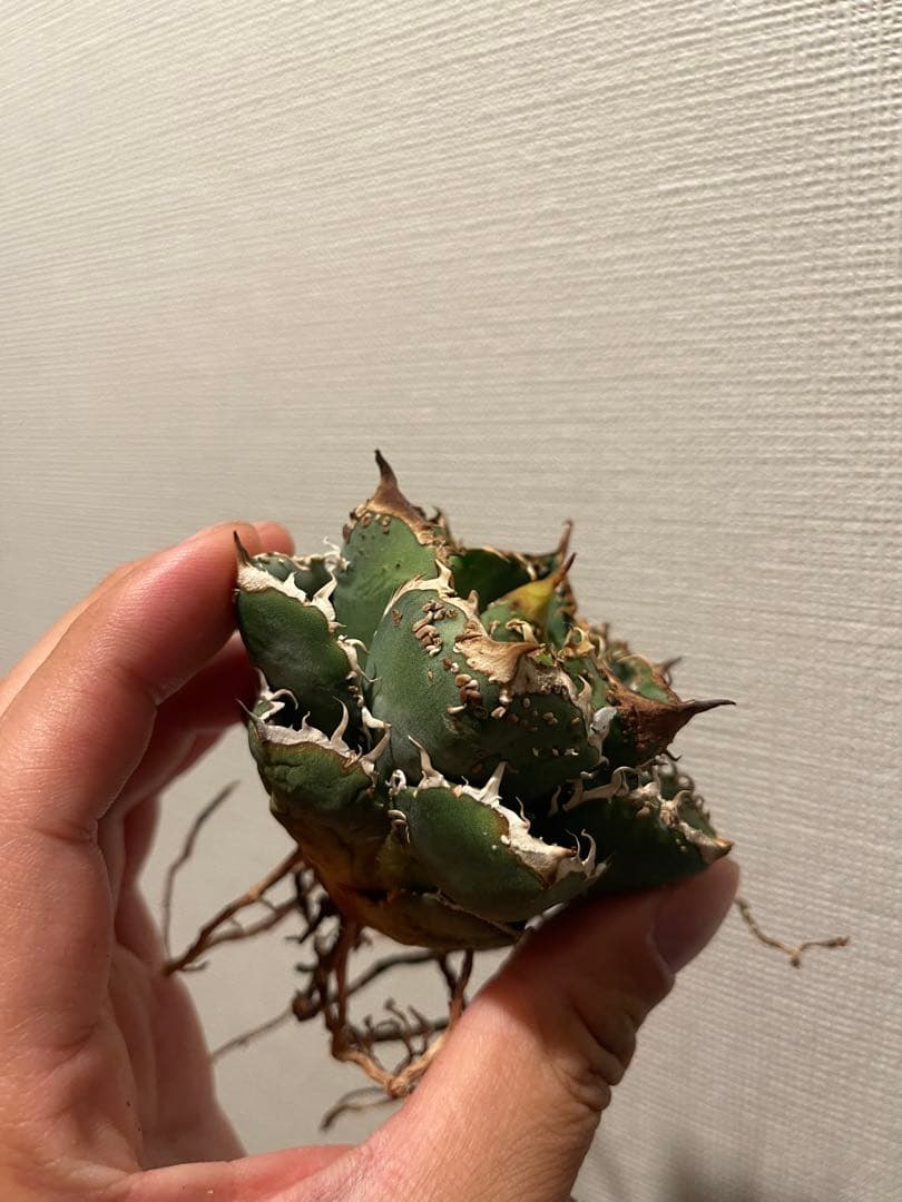 アガベ ブツブツ 中株 ノーネーム