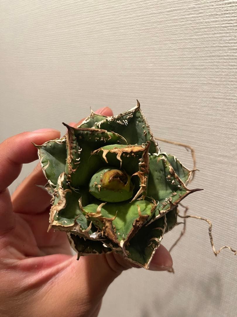 アガベ ブツブツ 中株 ノーネーム